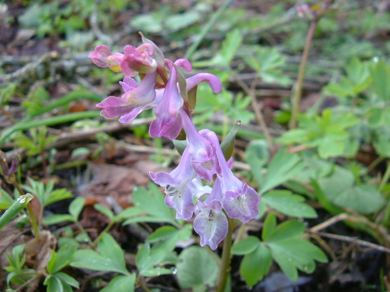 Corydalis cava / Colombina cava